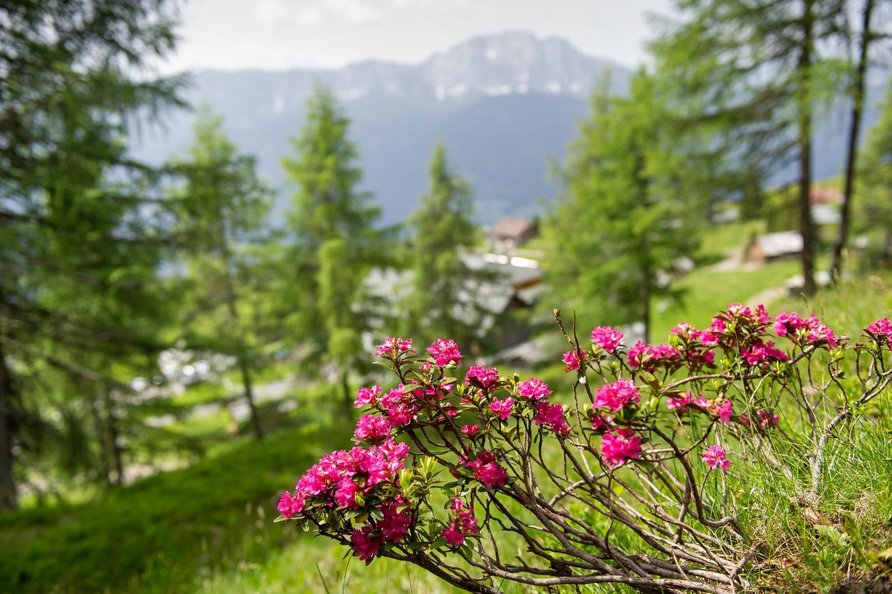 Sattleggers Alpenhof & Feriensternwarte Greifenburg Exterior foto